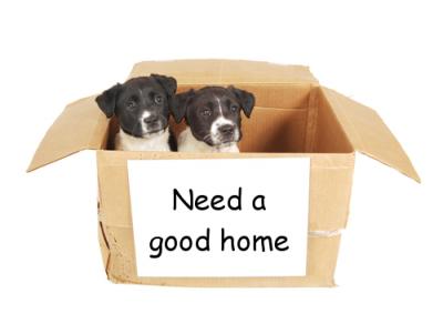 Two puppies in a box to be surrendered.